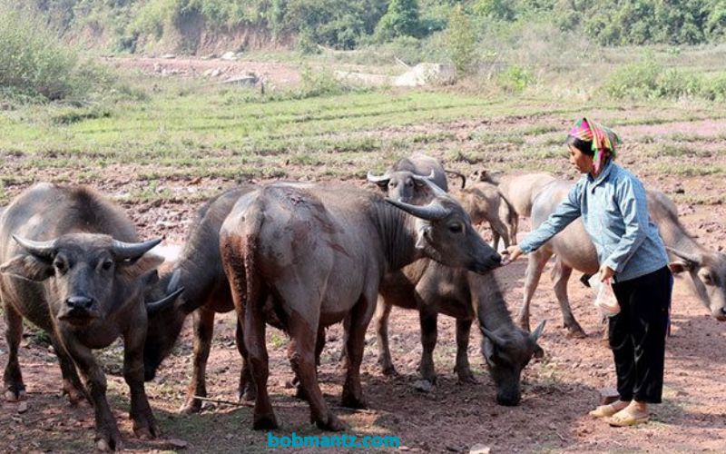 Biến đổi khí hậu cũng có tác động đáng kể đến ngành chăn nuôi