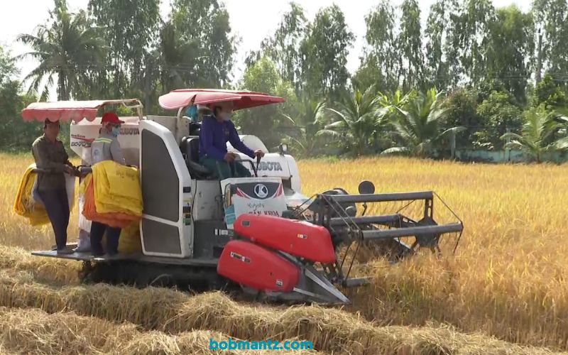 Máy gặt đập liên hợp không chỉ mang lại lợi ích về mặt thời gian mà còn giúp tăng năng suất lao động